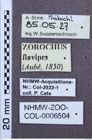 Etiketten zu Zorochros flavipes (NHMW-ZOO-COL-0006504)